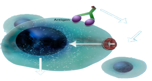 Ribosomes